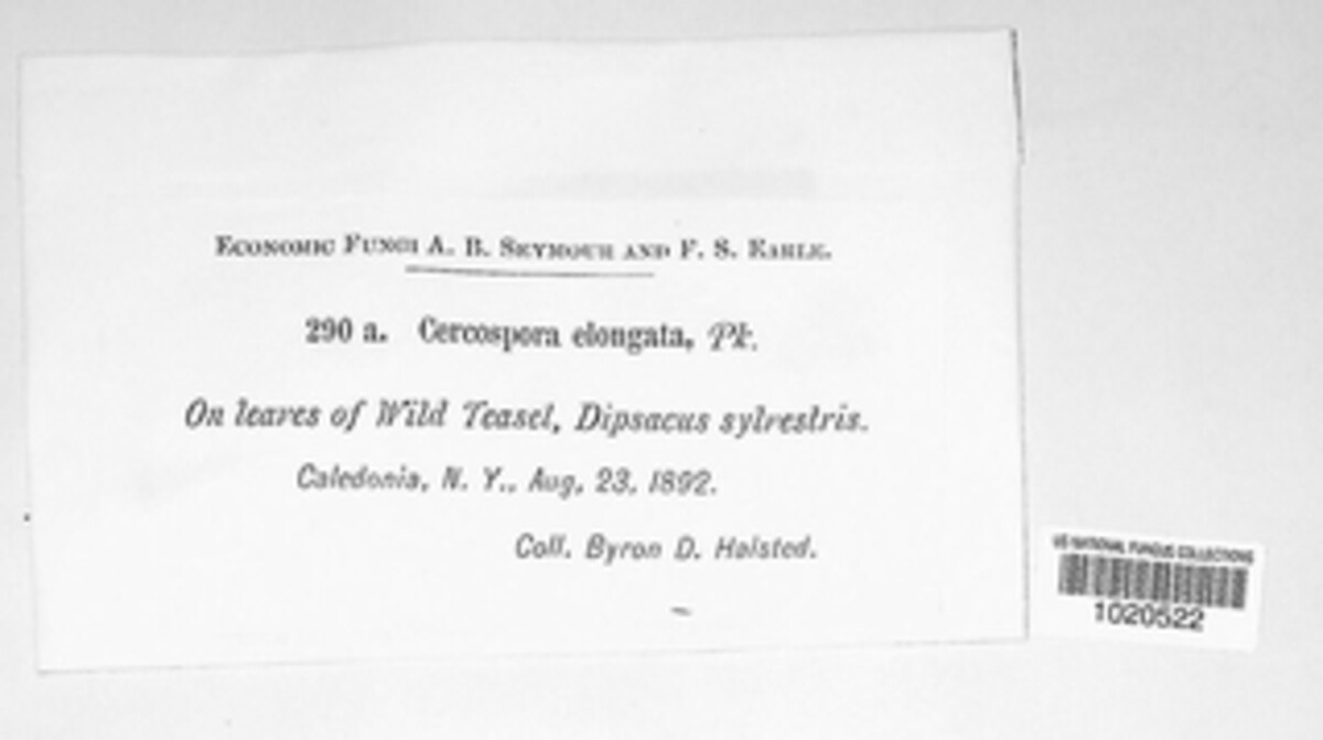 Cercospora elongata image